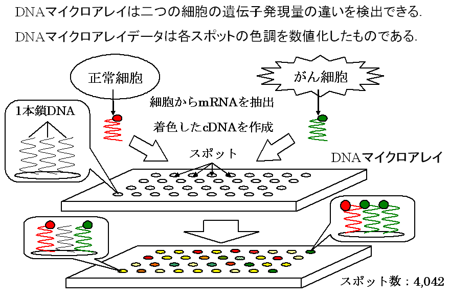 DNA}CNAC